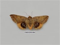 藏品(夜蛾322)的圖片